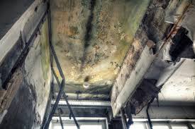 Why You Should Choose Our Mold Remediation Services in Selma, TX